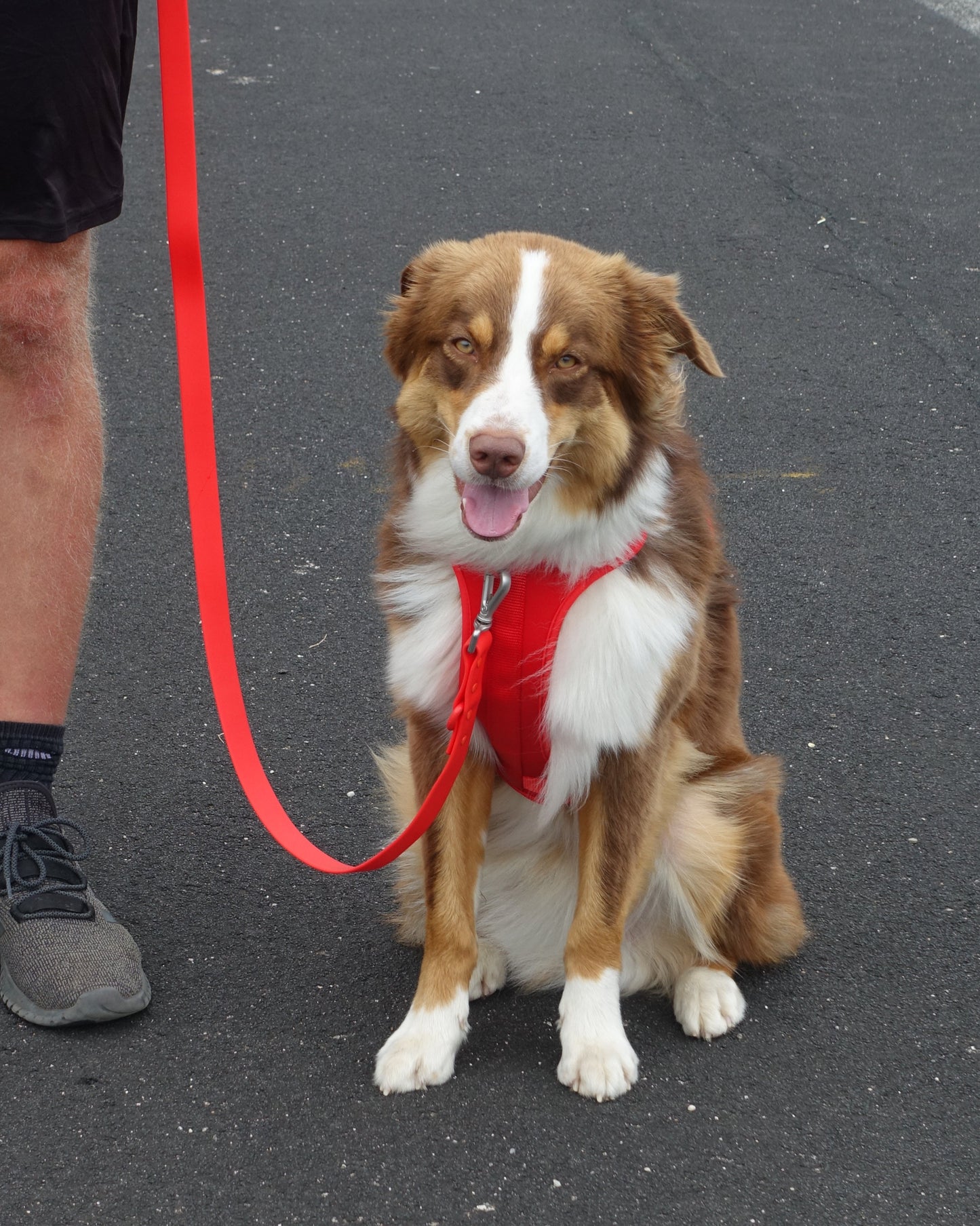 Harness Walk Set