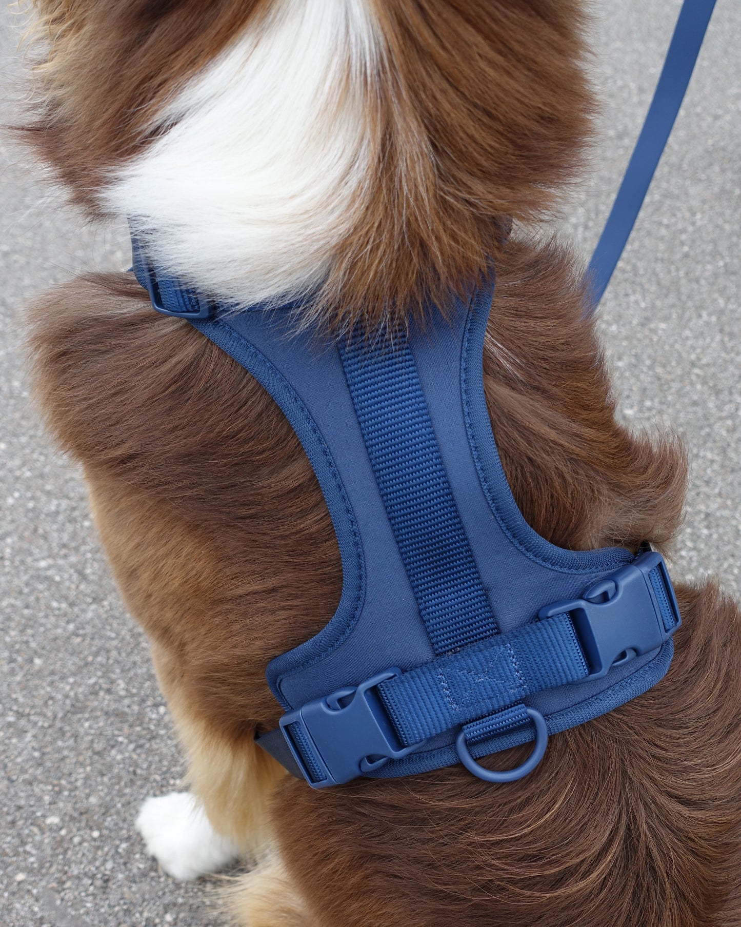 Harness Walk Set