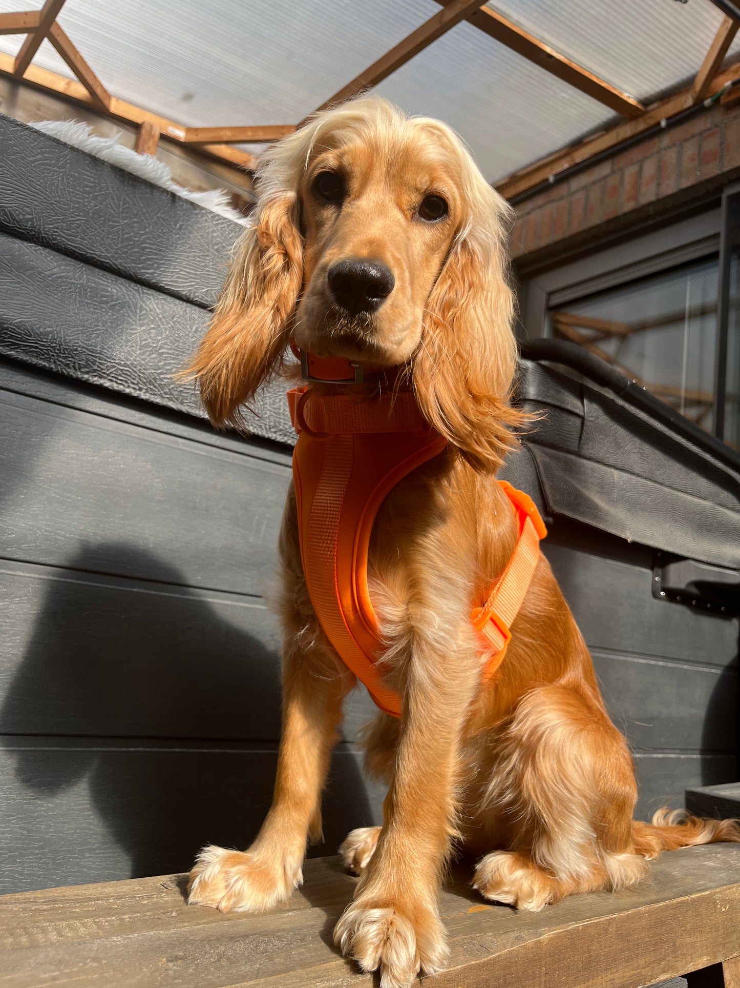 Harness Walk Set