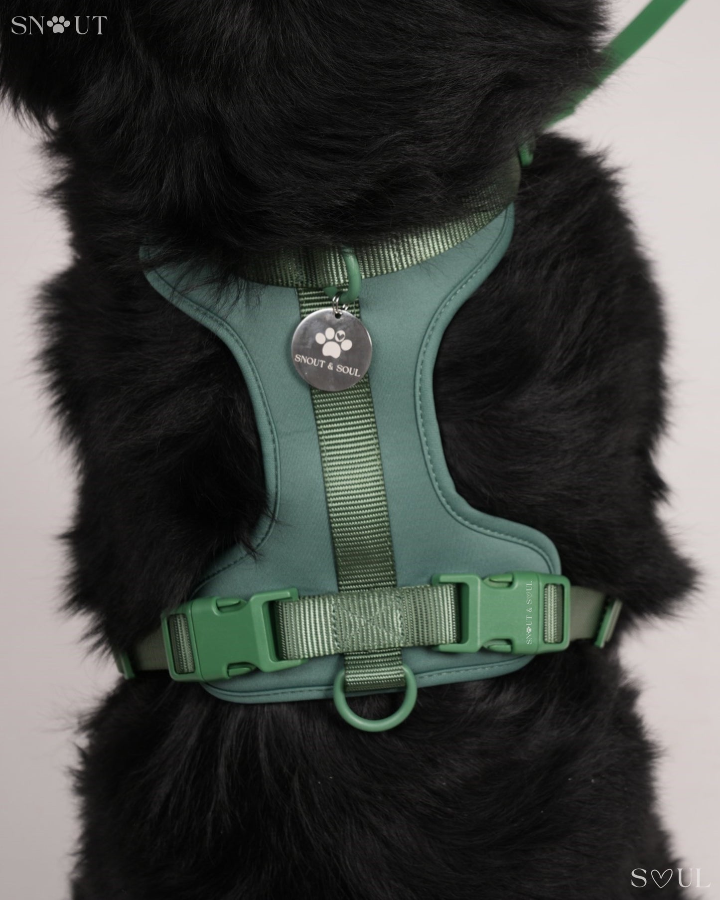 Harness Walk Set