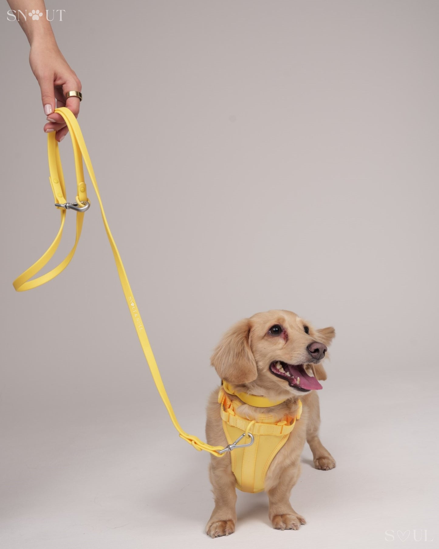 Harness Walk Set